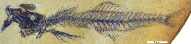 Paleontology: new fossil fish genus discovered