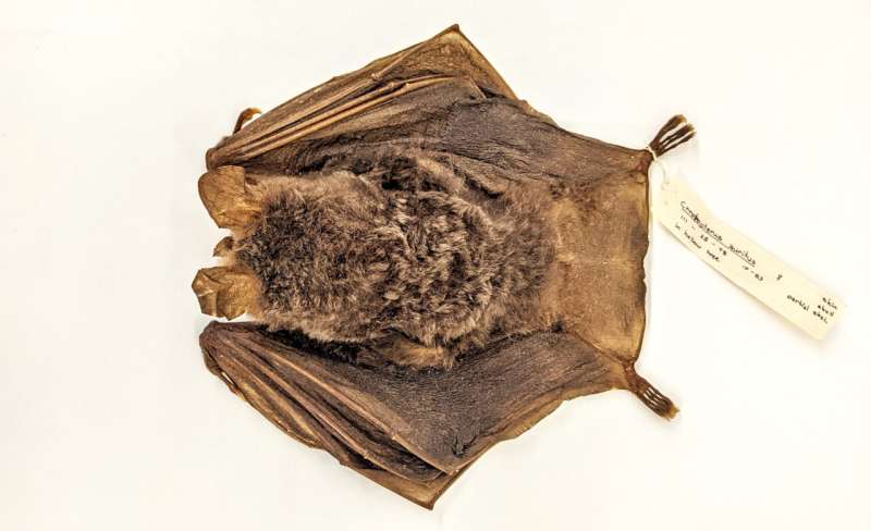 Panama Canal expansion rewrites history of world's most ecologically diverse bats