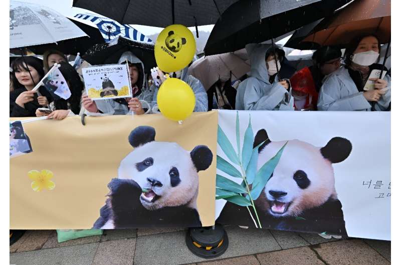 Panda fans wait for Fu Bao during a farewell ceremony at Everland amusement park in Yongin on April 3, 2024