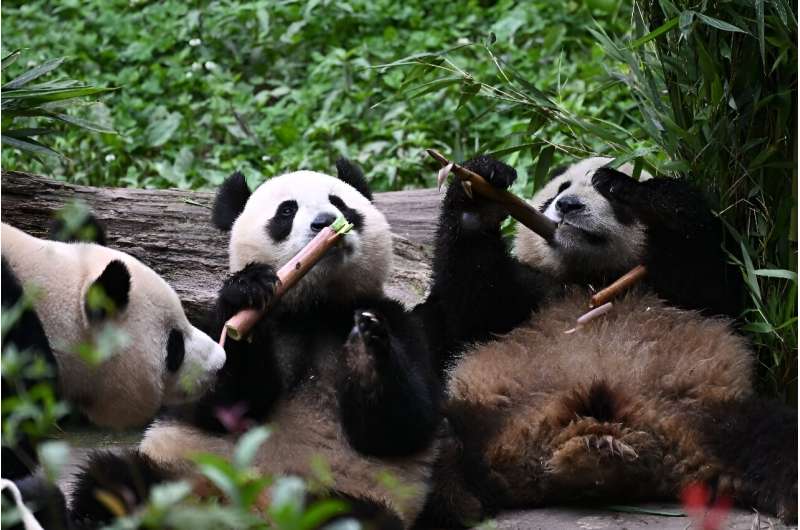 Pandas eat bamboo at the conservation centre in Ya'an.Since 2003, 12 captive pandas have been released into the wild, with 10 surviving