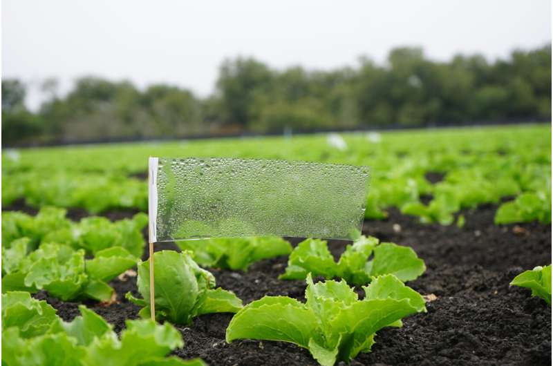 Paper-based biosensor offers fast, easy detection of fecal contamination on produce farms