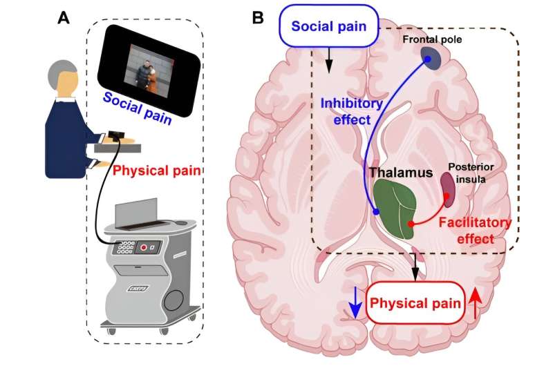 Paradox of feeling hurt: Social pain facilitates and inhibits physical pain