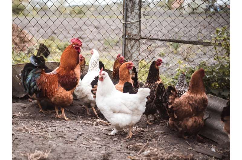 Parents tending backyard poultry can pass along dangerous salmonella to infants