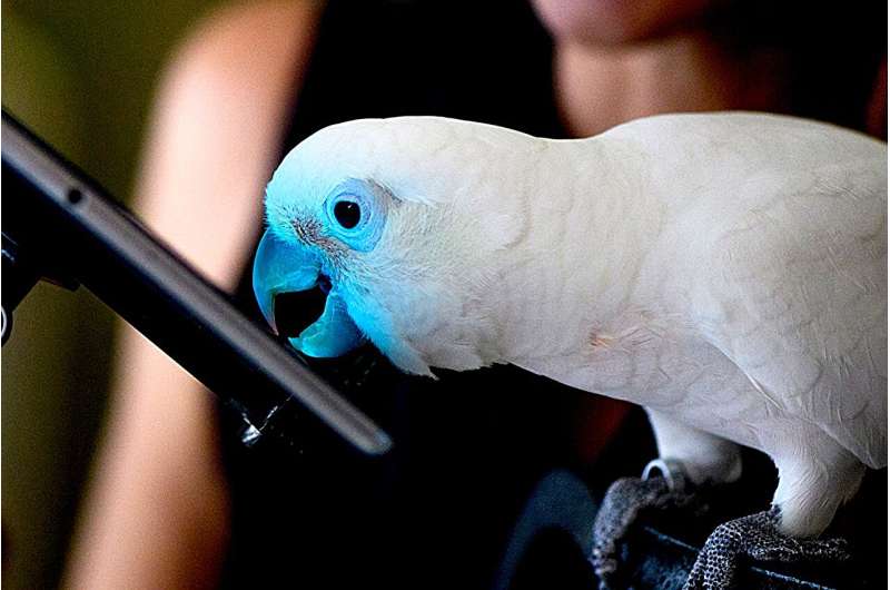Parrots love playing tablet games. That's helping researchers understand them.