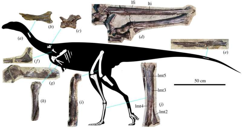 Partial skeleton of a previously unknown medium-sized theropod dinosaur found in Siberia