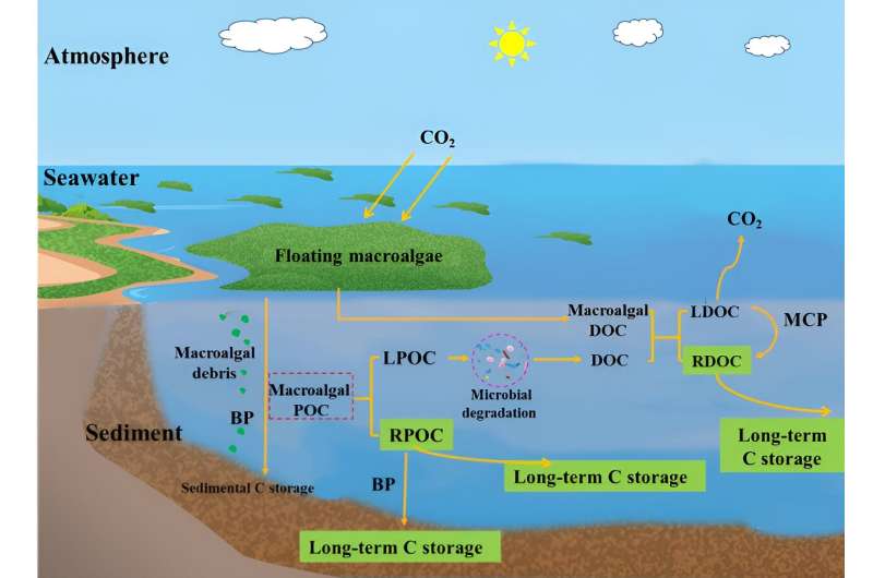 Particulate organic carbon released during macroalgal growth has significant carbon sequestration potential in ocean