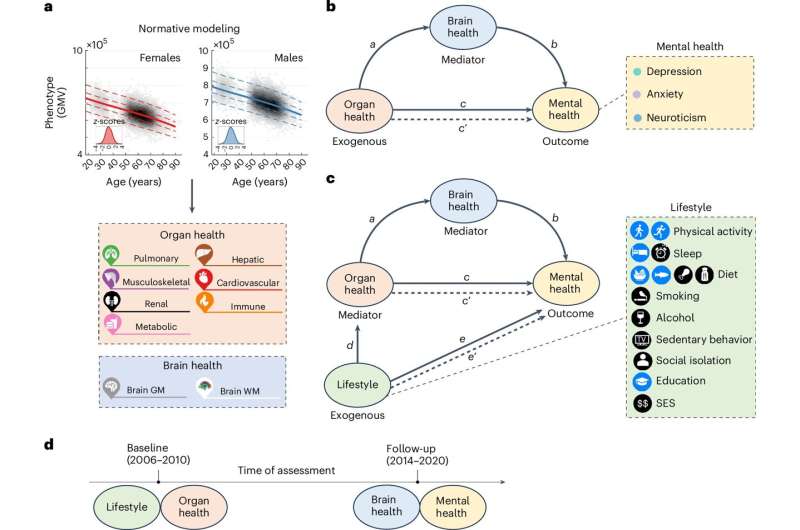 Pathways linking body and brain health and impacts to mental health revealed