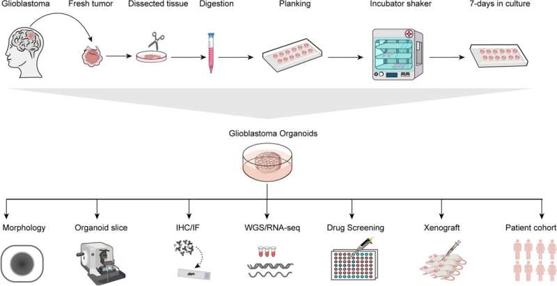 Patient-derived organoids in human cancer: A platform for fundamental research and precision medicine