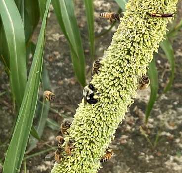 Pearl millet wins approval from honey bees and other pollinators
