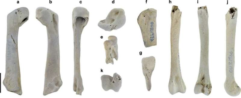 Penguin wing fossil shows importance of Zealandia in penguin evolution