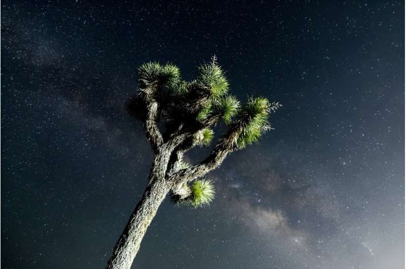 People who had come to Joshua Tree National Park in California in hopes of seeing the Northern lights were disappointed