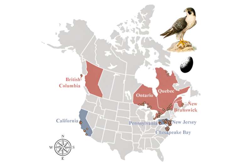 Peregrine falcons expose lasting harms of flame retardant use