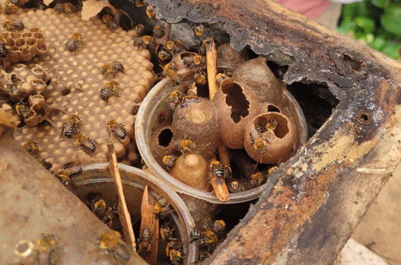 Pesticides impair mobility and immune system of Brazilian native stingless bees, study shows