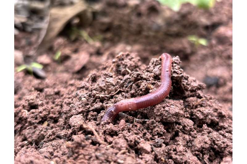 Pesticides to help protect seeds can adversely affect earthworms' health
