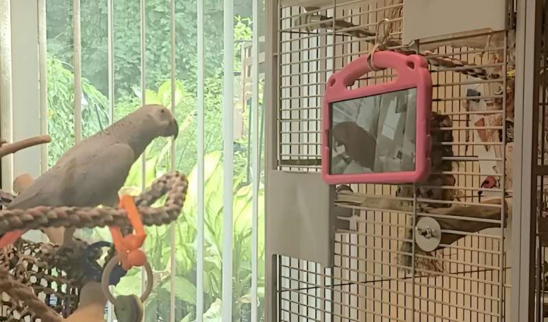 Pet parrots given the choice to video-call each other or watch pre-recorded videos of other birds will flock to the opportunity
