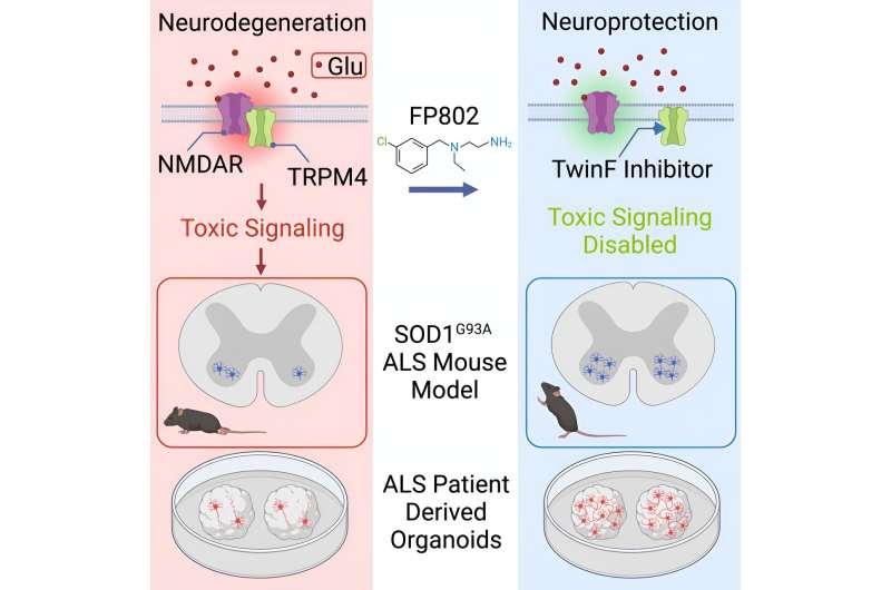 Pharmacological inhibitor protects nerve cells in ALS disease