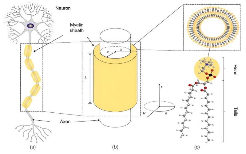 Photon Entanglement Could Explain the Rapid Brain Signals Behind Consciousness