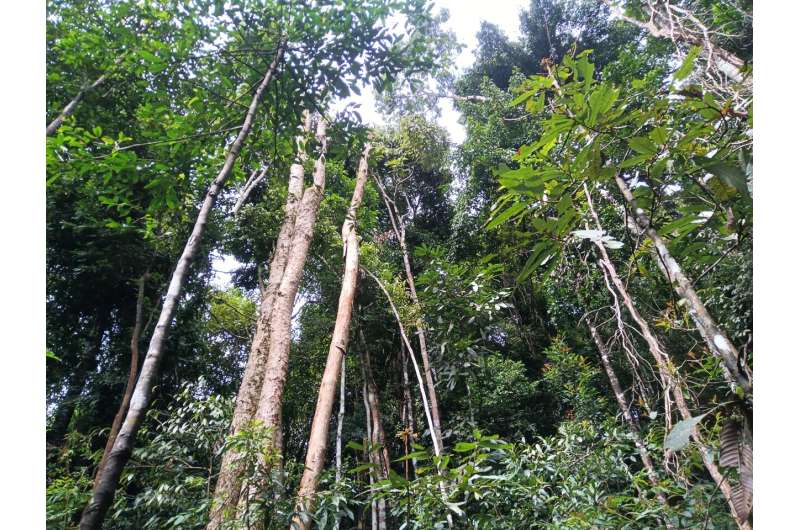 La diversité phytochimique et les herbivores sont plus élevés dans les forêts tropicales : étude