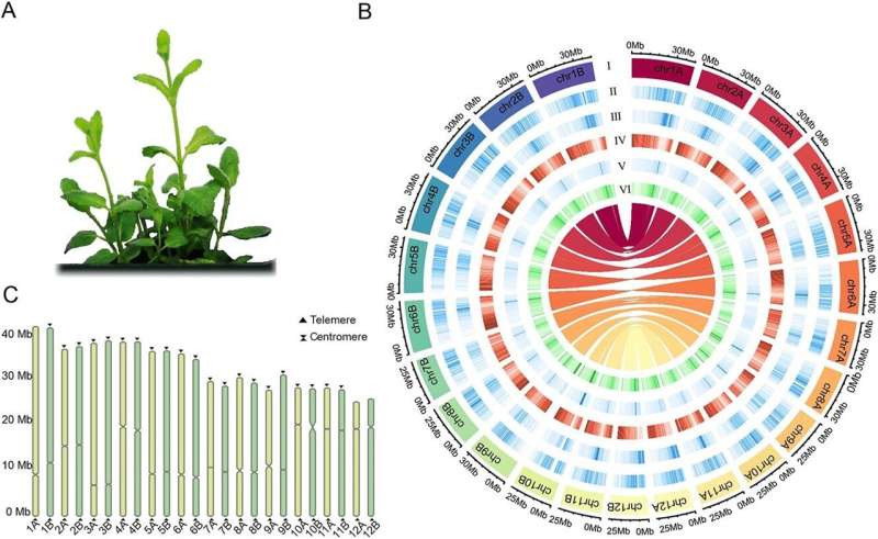 Pineapple mint's genetic blueprint: A comprehensive genome assembly
