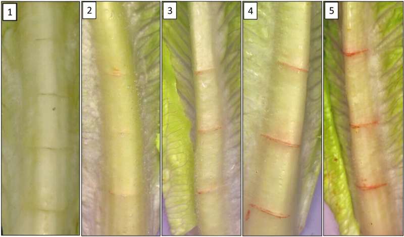 Pink rib disorder tolerance in lettuce germplasm in humid subtropical environments