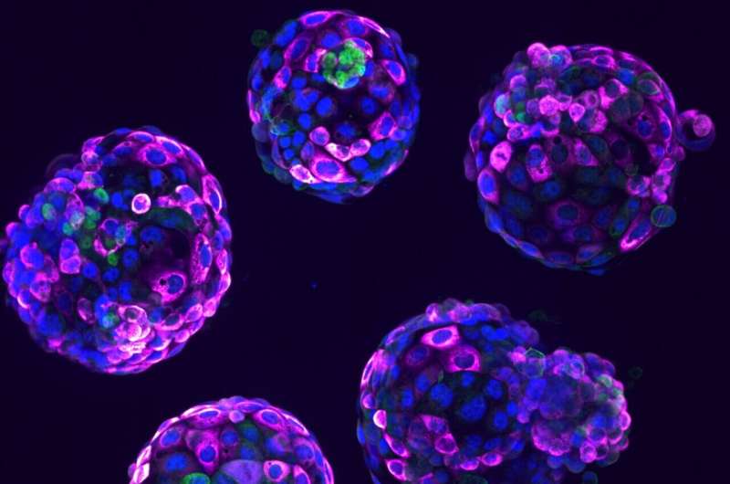 Pioneering Code of Practice released for use of stem cell-based embryo models in research