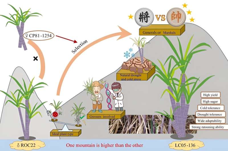 Una variedad pionera de caña de azúcar está transformando la industria azucarera de China