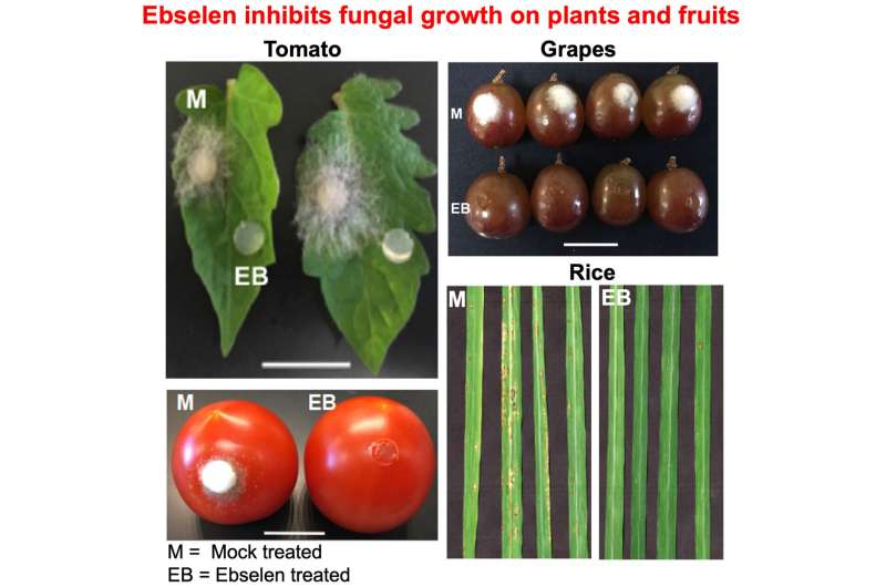 Plant biologists identify promising new fungicides
