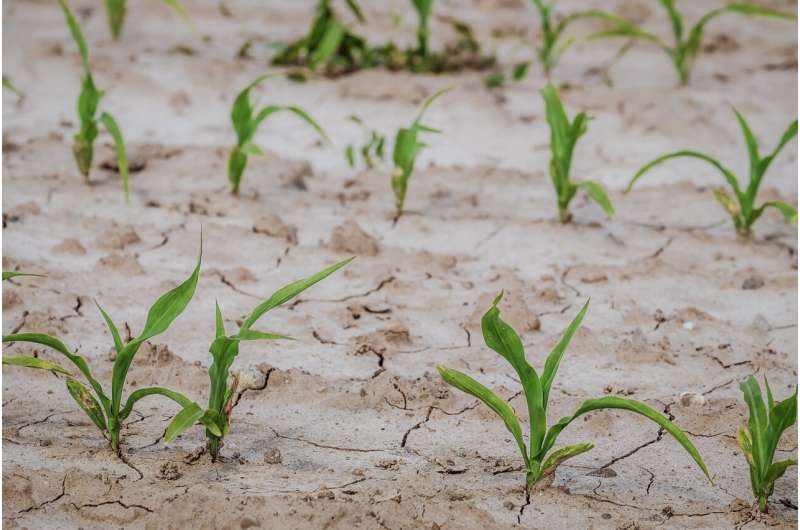 plant drought