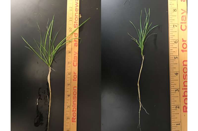 Plant growth regulators' impact on creeping bentgrass during heat, salt and combined stress