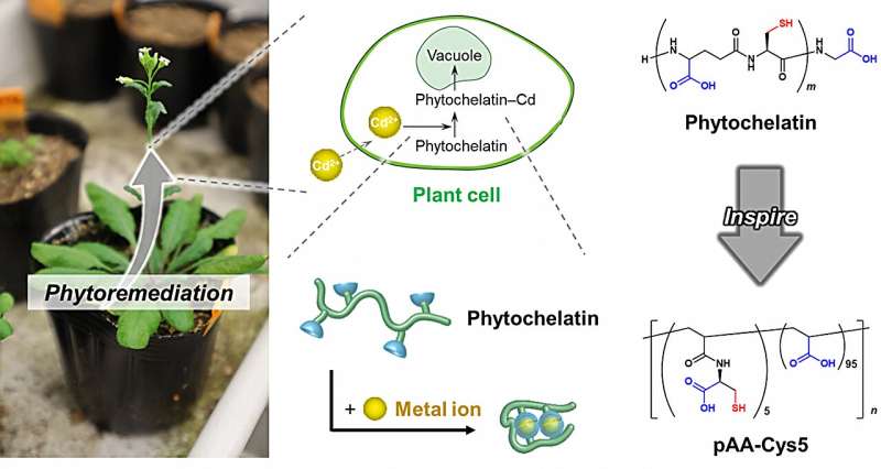 Plant-inspired polymers for water purification