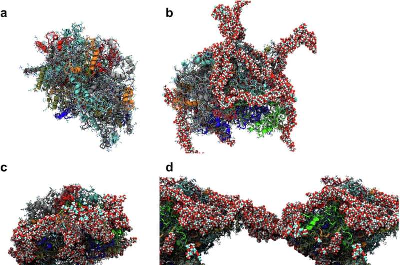 Plant proteins could be radical alternative to oil-based super lubricants