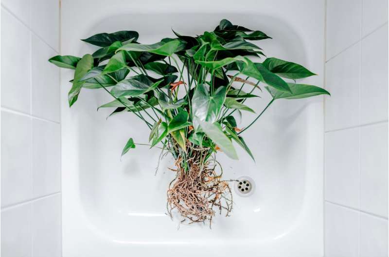 plant roots