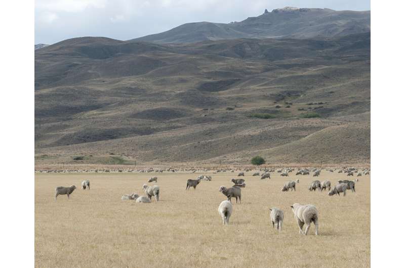 Plants show surprising diversity in arid landscape: How livestock grazing impacts drylands