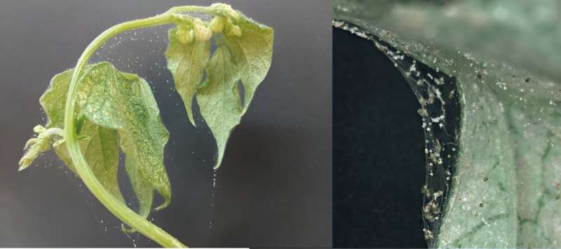 Plants utilize drought stress hormone to block snacking spider mites