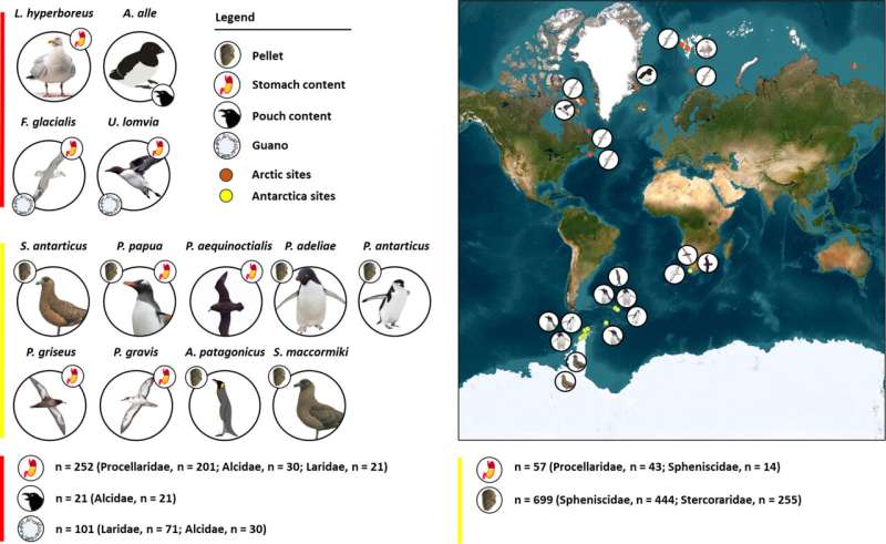 Plástico polar: se descubrió que el 97% de las aves marinas antárticas muestreadas habían ingerido microplásticos
