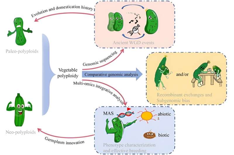 Polyploidy in vegetables: Unveiling genetic secrets for crop evolution and breeding success