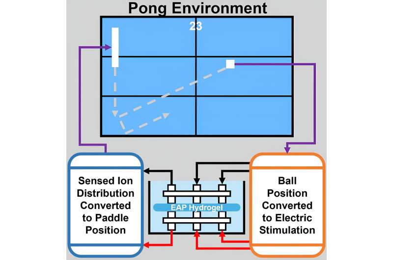 The genius of Pong: Hydrogel material displays unexpected learning abilities