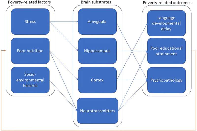 Poverty linked with brain changes that contribute to behavior, illness, and development