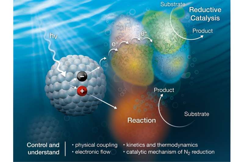 Powering enzymes with light to make ammonia