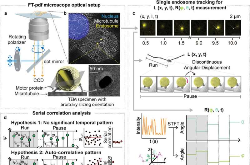 Precise package delivery in cells? Successful observation of endosome behavior provides new clues for disease treatment