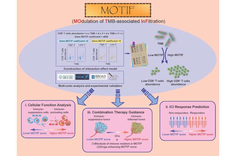 Predicting immunotherapy response and guiding combination therapy with Modulator of TMB-Associated Immune Infiltration (MOTIF)