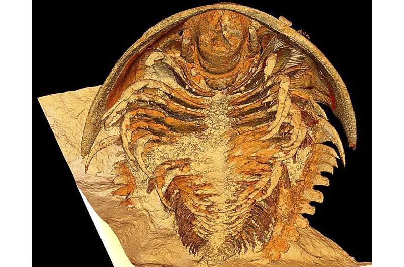 Découverte d'une Pompéi préhistorique : les fossiles de trilobites les plus intacts jamais découverts bouleversent la compréhension scientifique de ce groupe depuis longtemps éteint