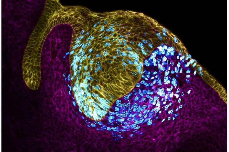 Pressure determines which embryonic cells become 'organizers'