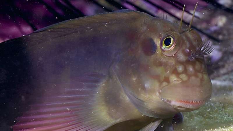 Previously uncharacterized parasite uncovered in fish worldwide