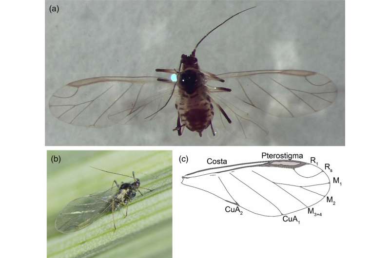 Previously unknown details of aphids in flight will contribute to improved crop security