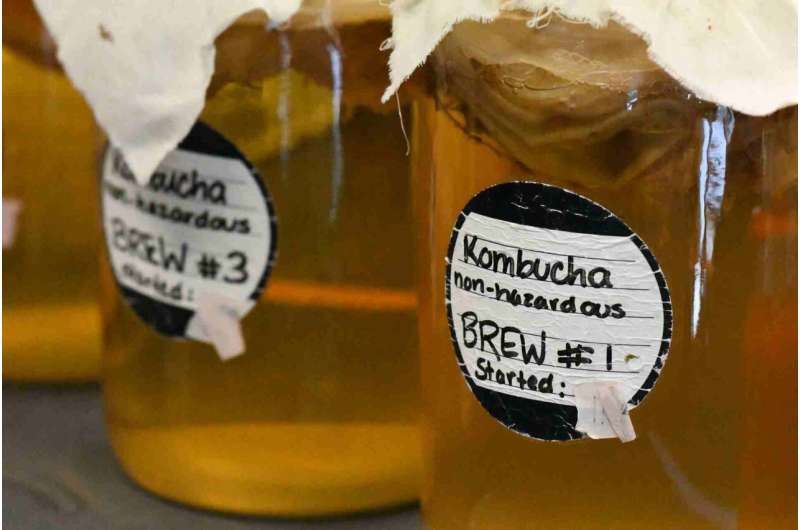 Probiotics in kombucha mimic fasting and reduce fat stores in worms