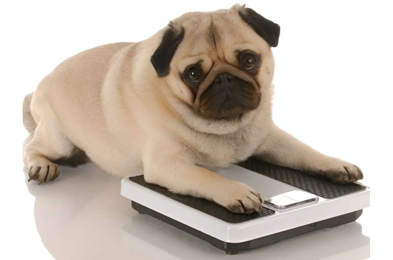 Probiotics might help portly pooches shed pounds