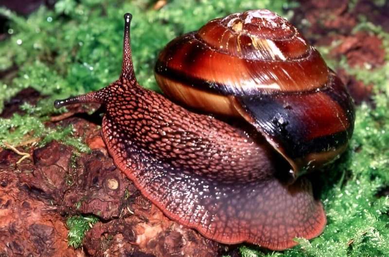 Product that kills agricultural pests also deadly to native Pacific Northwest snail