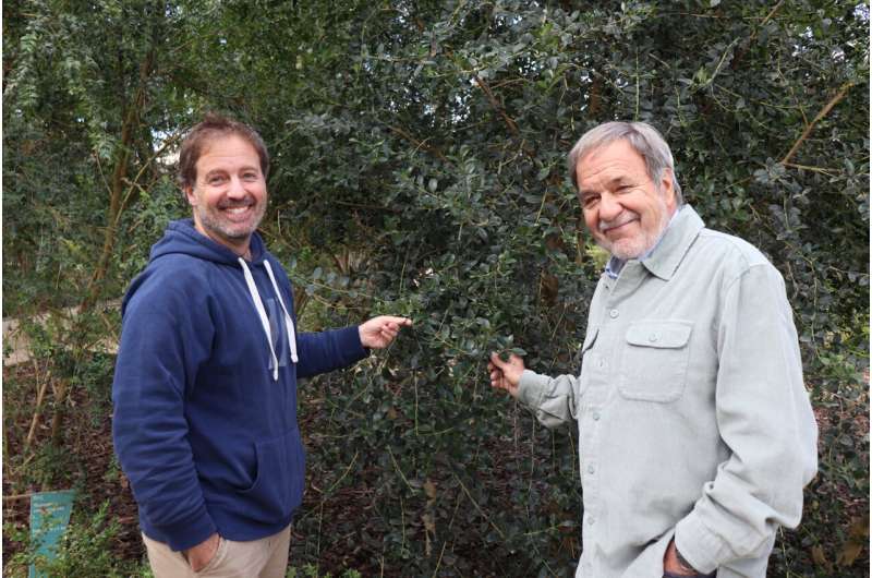 Projected climate change scenarios augur the disappearance of the Balearic boxwood