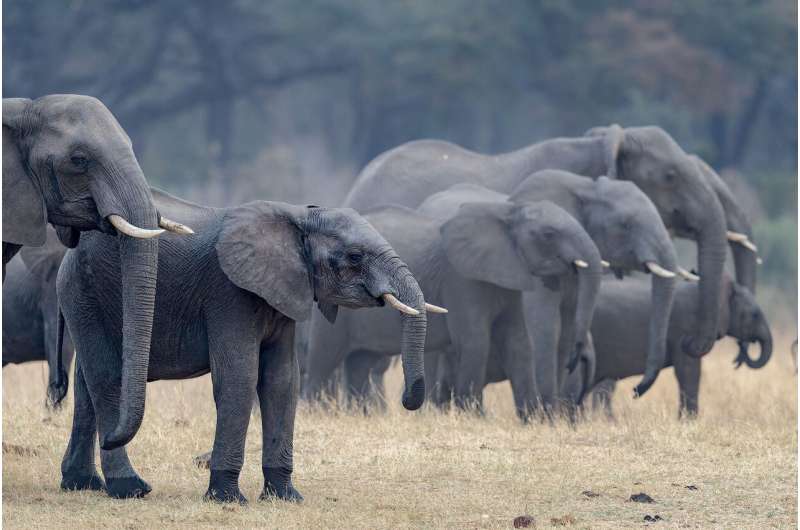 Protected areas for elephants work best if they are connected